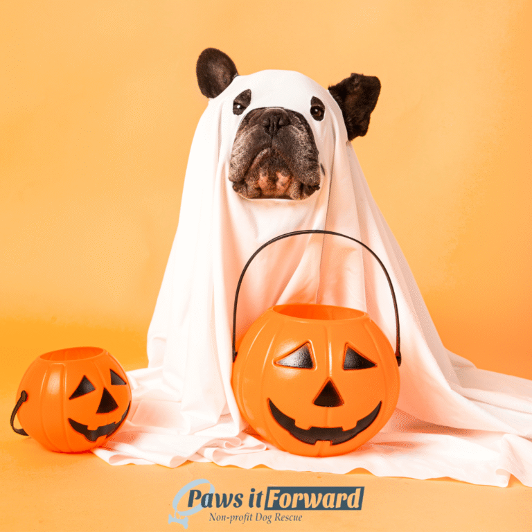 🐾🎃 Halloween Howl at SpearHead Winery