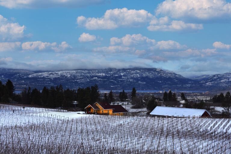 Member Exclusive Christmas Light Up